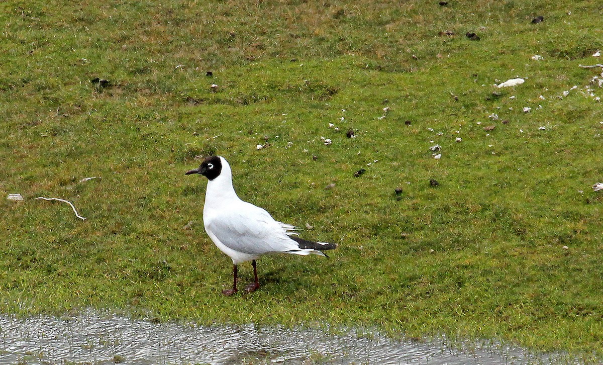 andesmåke - ML643275856