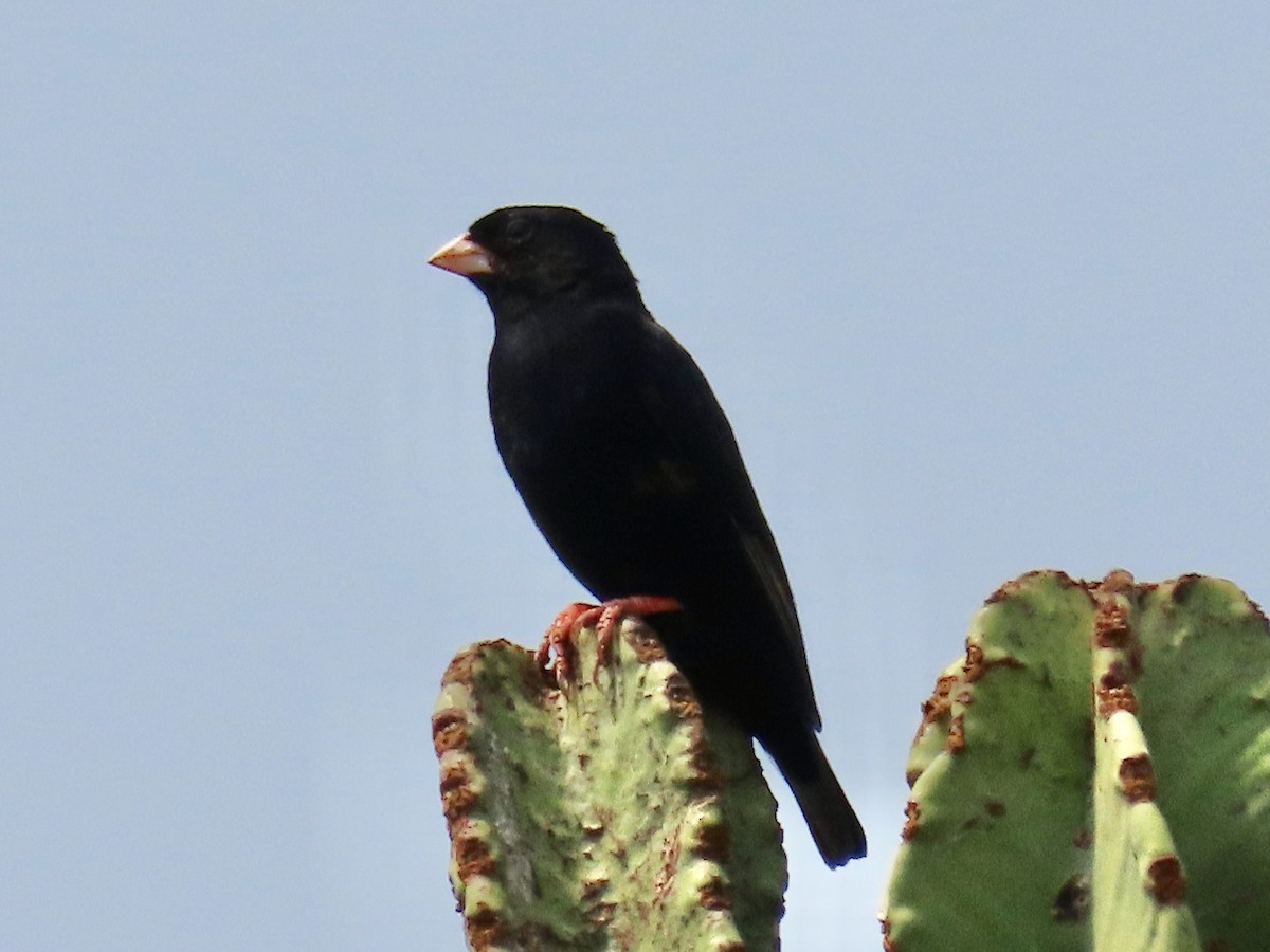 Village Indigobird - ML643275893