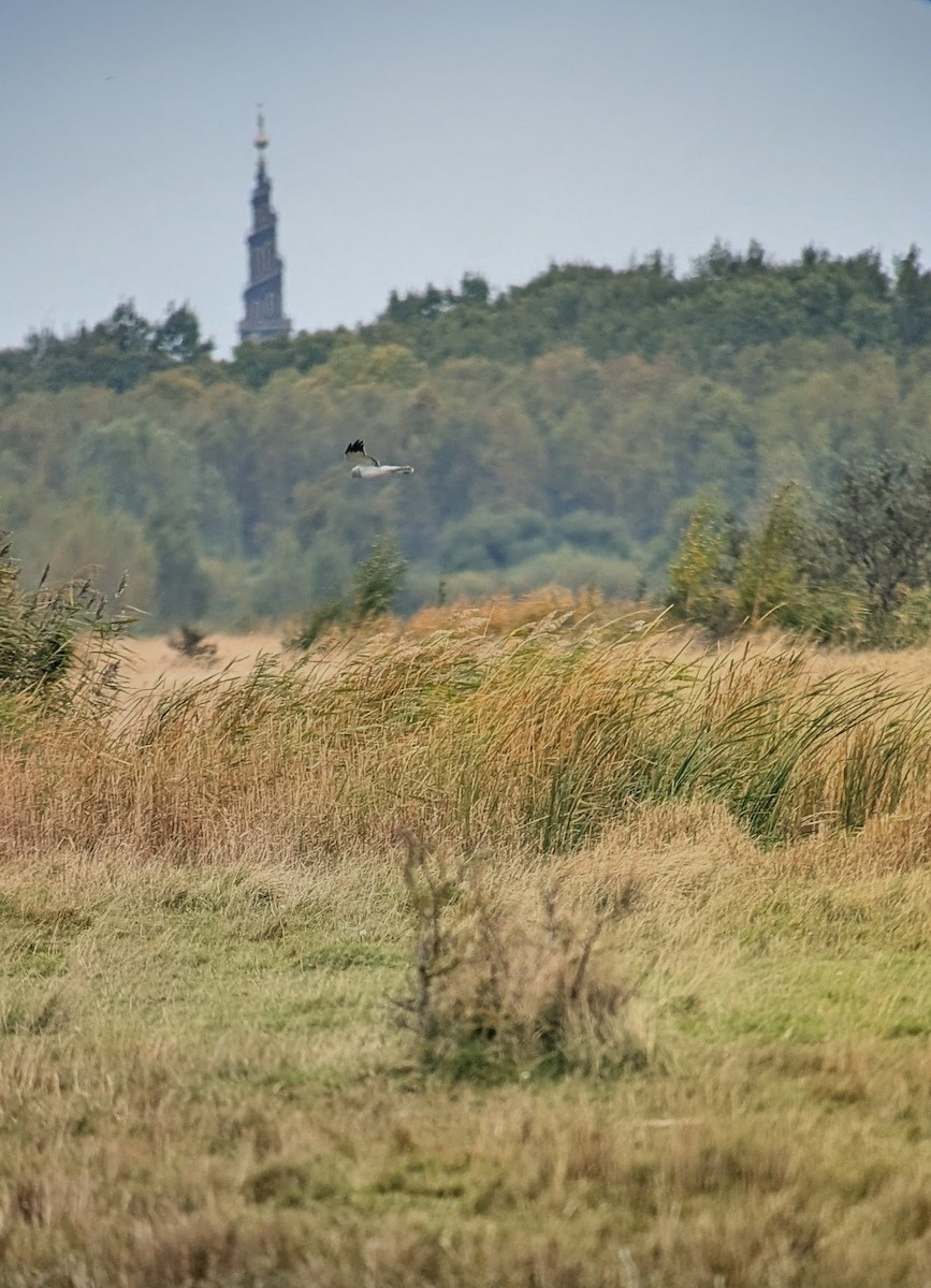 Busard Saint-Martin - ML643275894