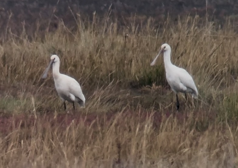 skjestork - ML643275902