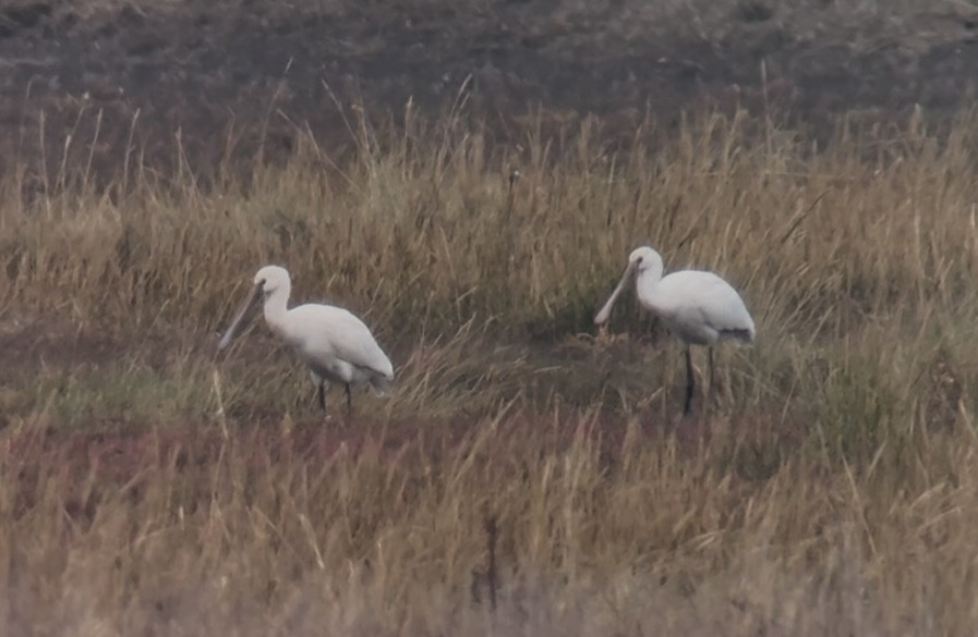 skjestork - ML643275903