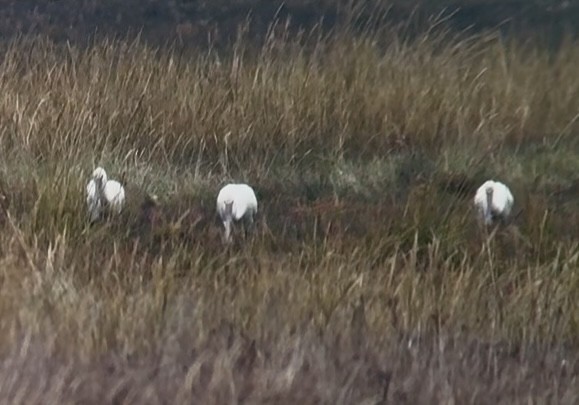 skjestork - ML643275904
