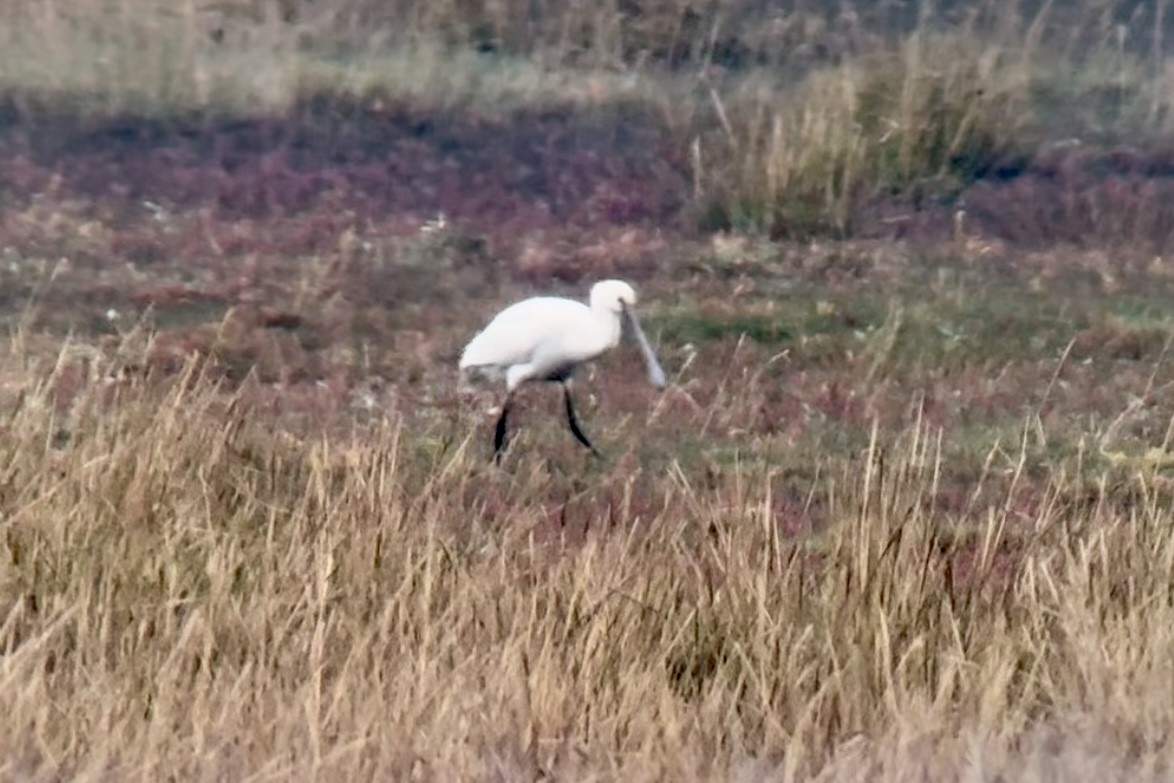 skjestork - ML643275905