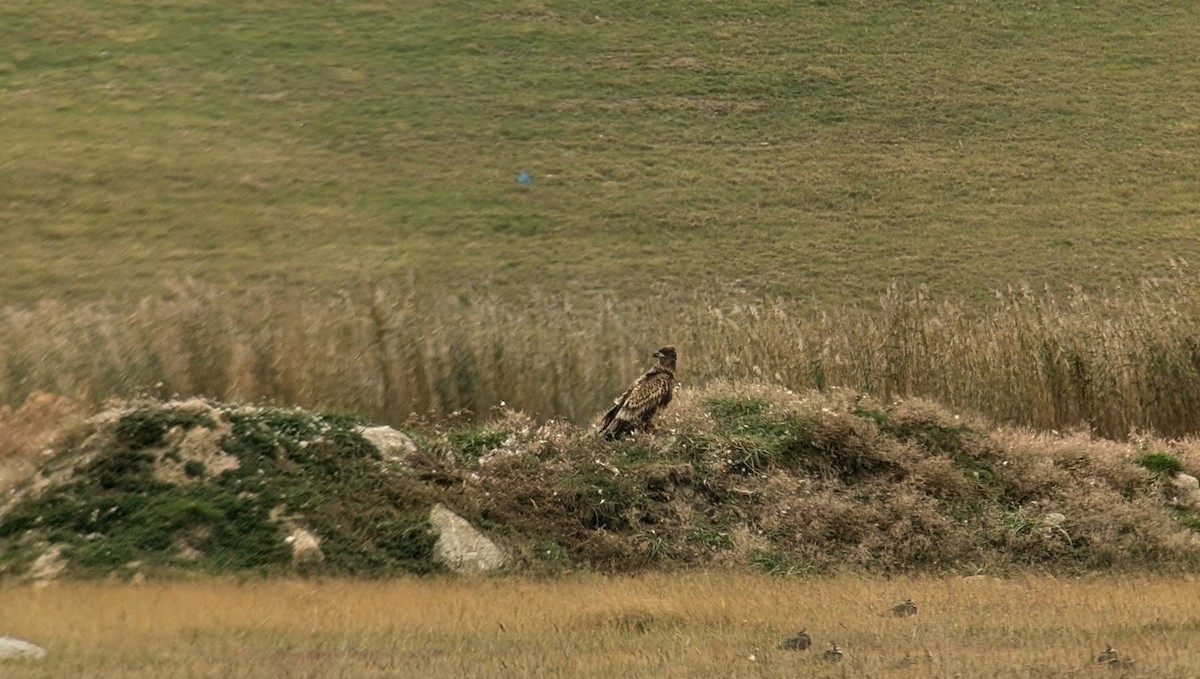 Pygargue à queue blanche - ML643275907