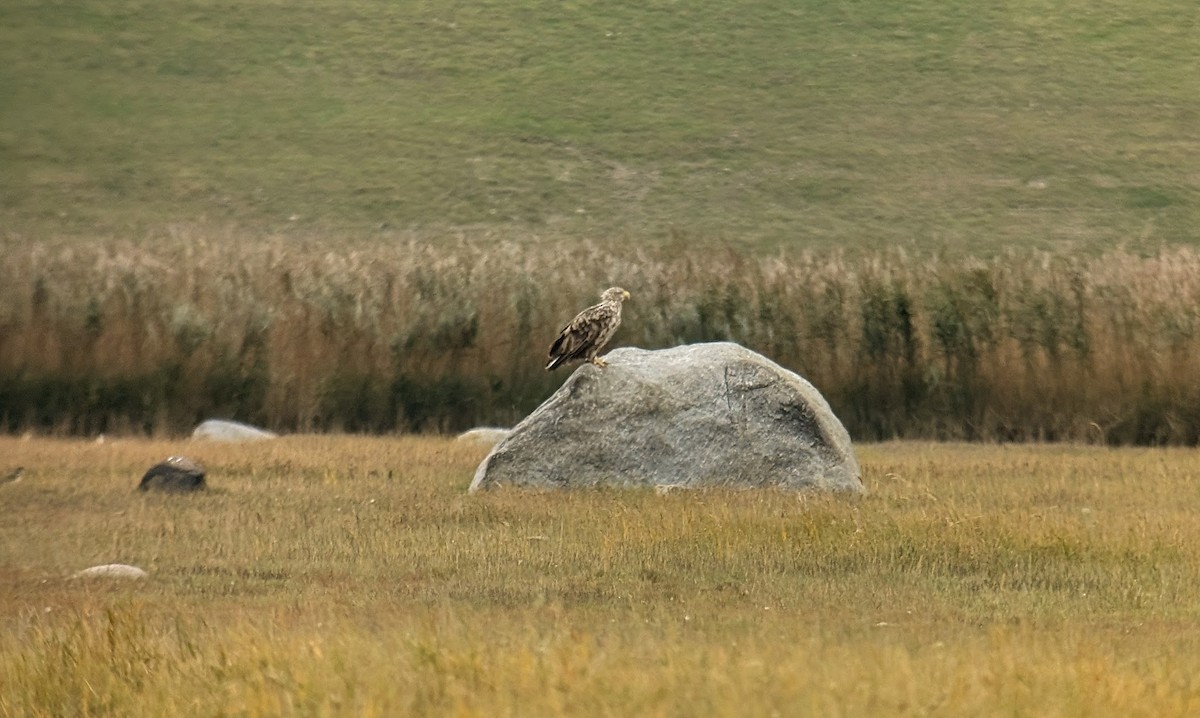 Pygargue à queue blanche - ML643275908