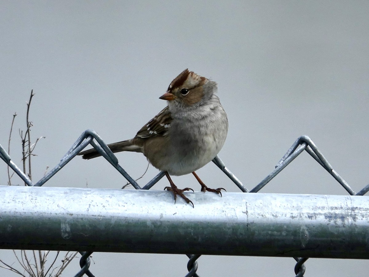 Bruant à couronne blanche - ML643275909