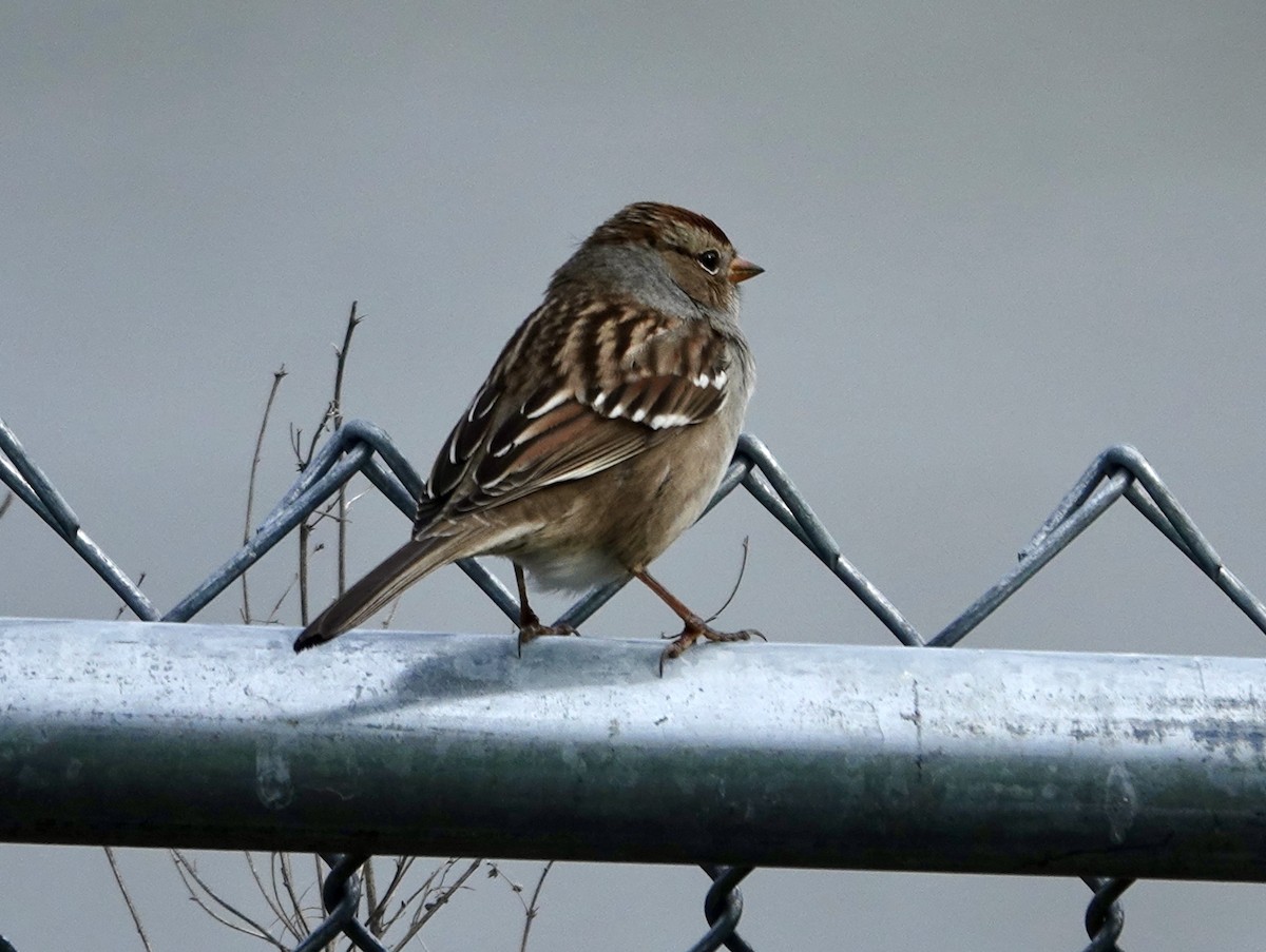 Bruant à couronne blanche - ML643275910
