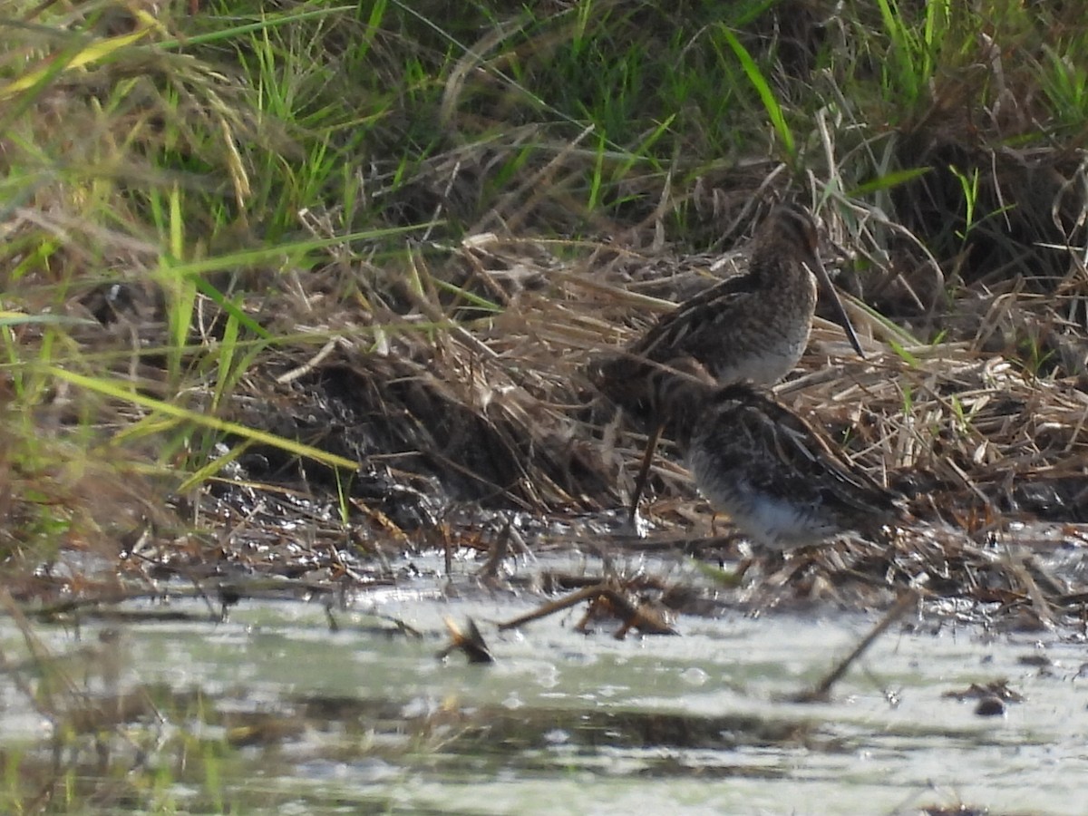 Pin-tailed Snipe - ML643275920