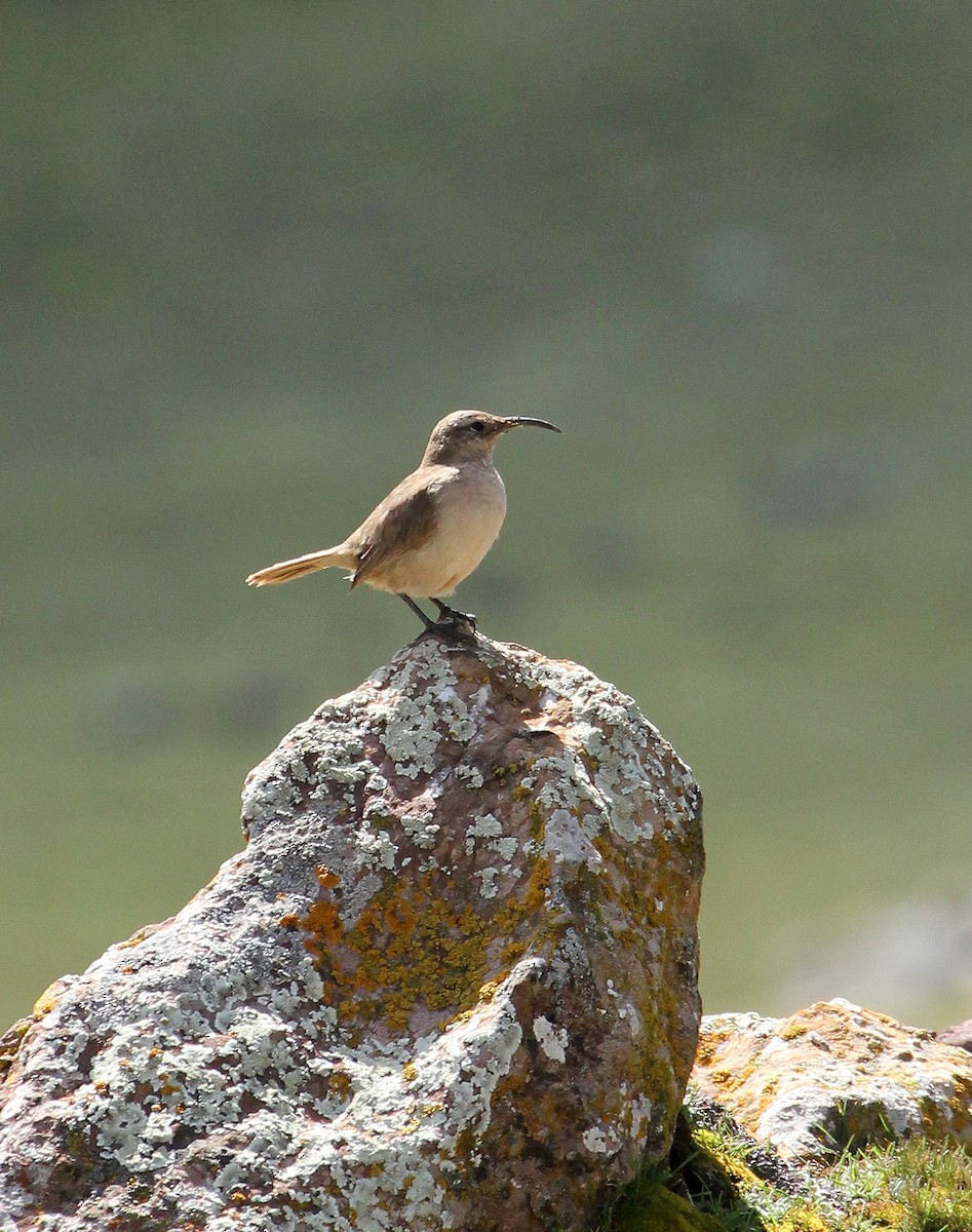 Langschnabel-Erdhacker - ML643275921