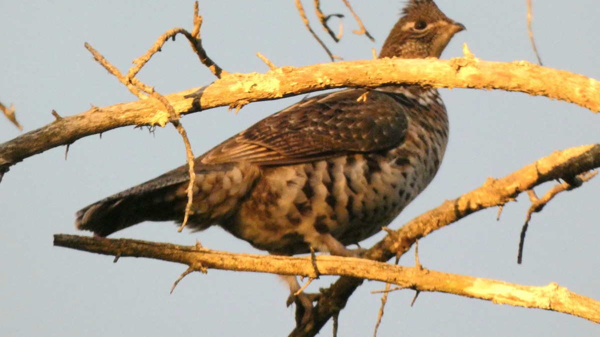 Ruffed Grouse - ML643275941