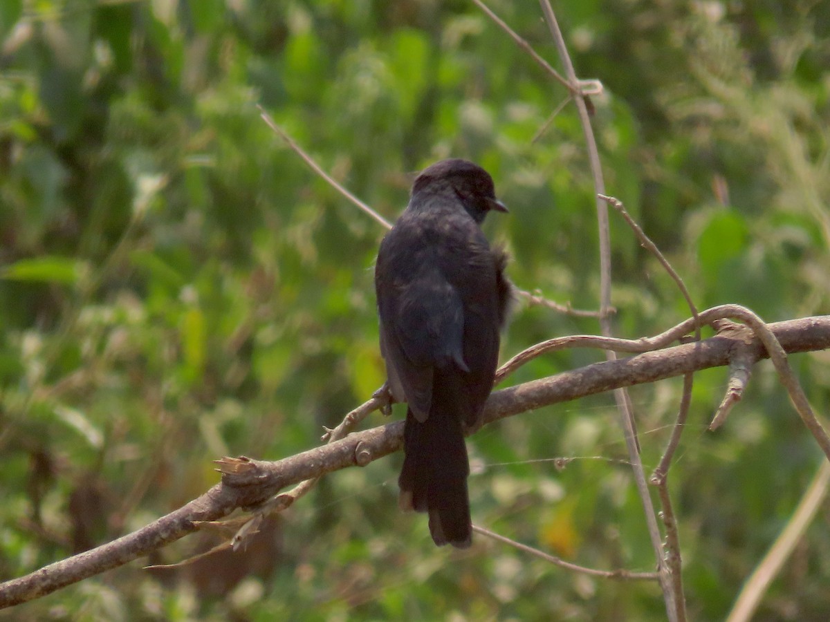 Northern Black-Flycatcher - ML643275943