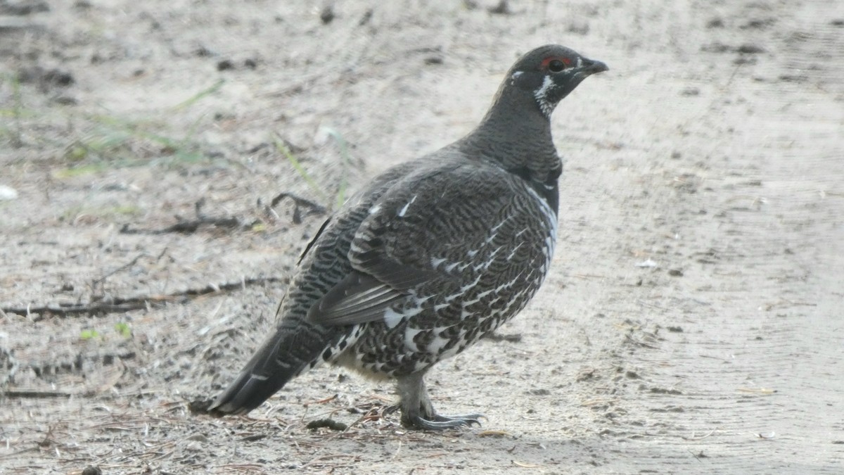 Spruce Grouse - ML643275959
