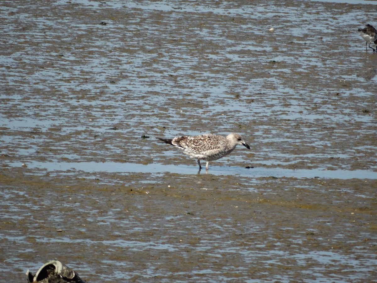 Yellow-legged Gull - ML643275977