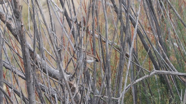 White-throated Sparrow - ML643275987