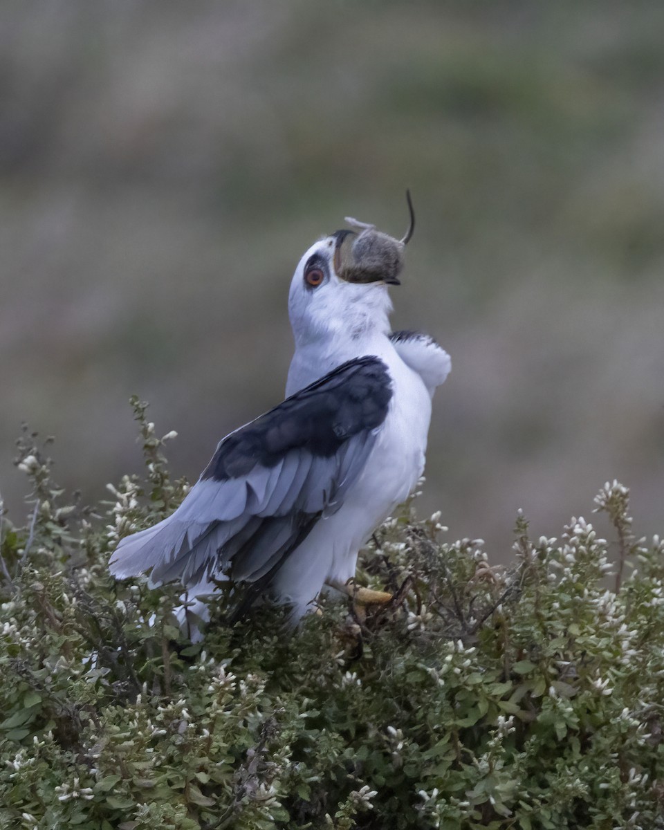 White-tailed Kite - ML643276010