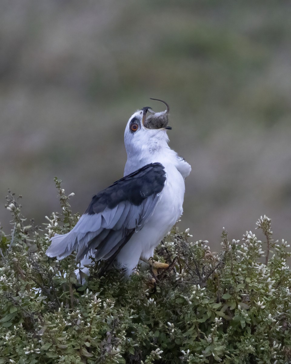 White-tailed Kite - ML643276013