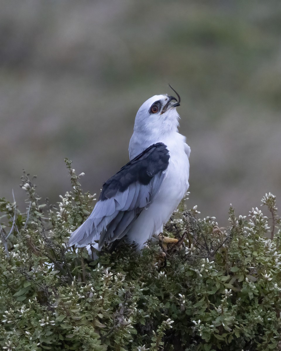 White-tailed Kite - ML643276021