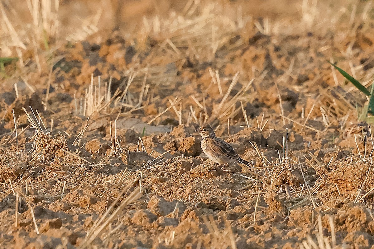 Calandra Lark - ML643276024