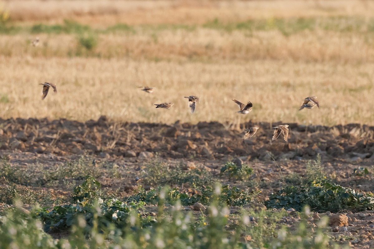 Calandra Lark - ML643276025