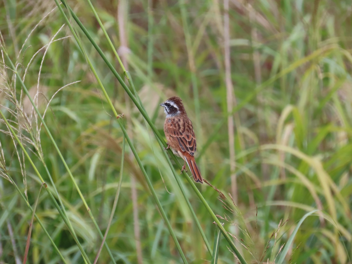 Meadow Bunting - ML643276037