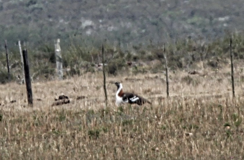 Denham's Bustard - ML643276038