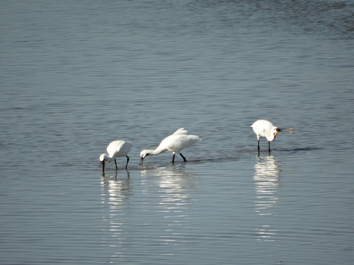 skjestork - ML643276062