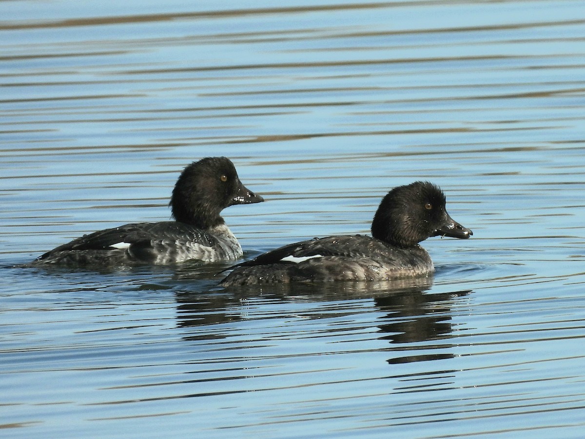 Common Goldeneye - ML643276064