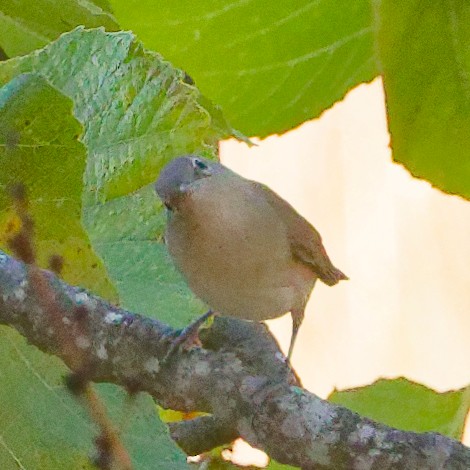 Garden Warbler - ML643276101