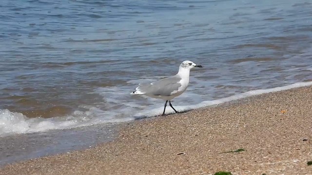Gabbiano sghignazzante - ML643276103