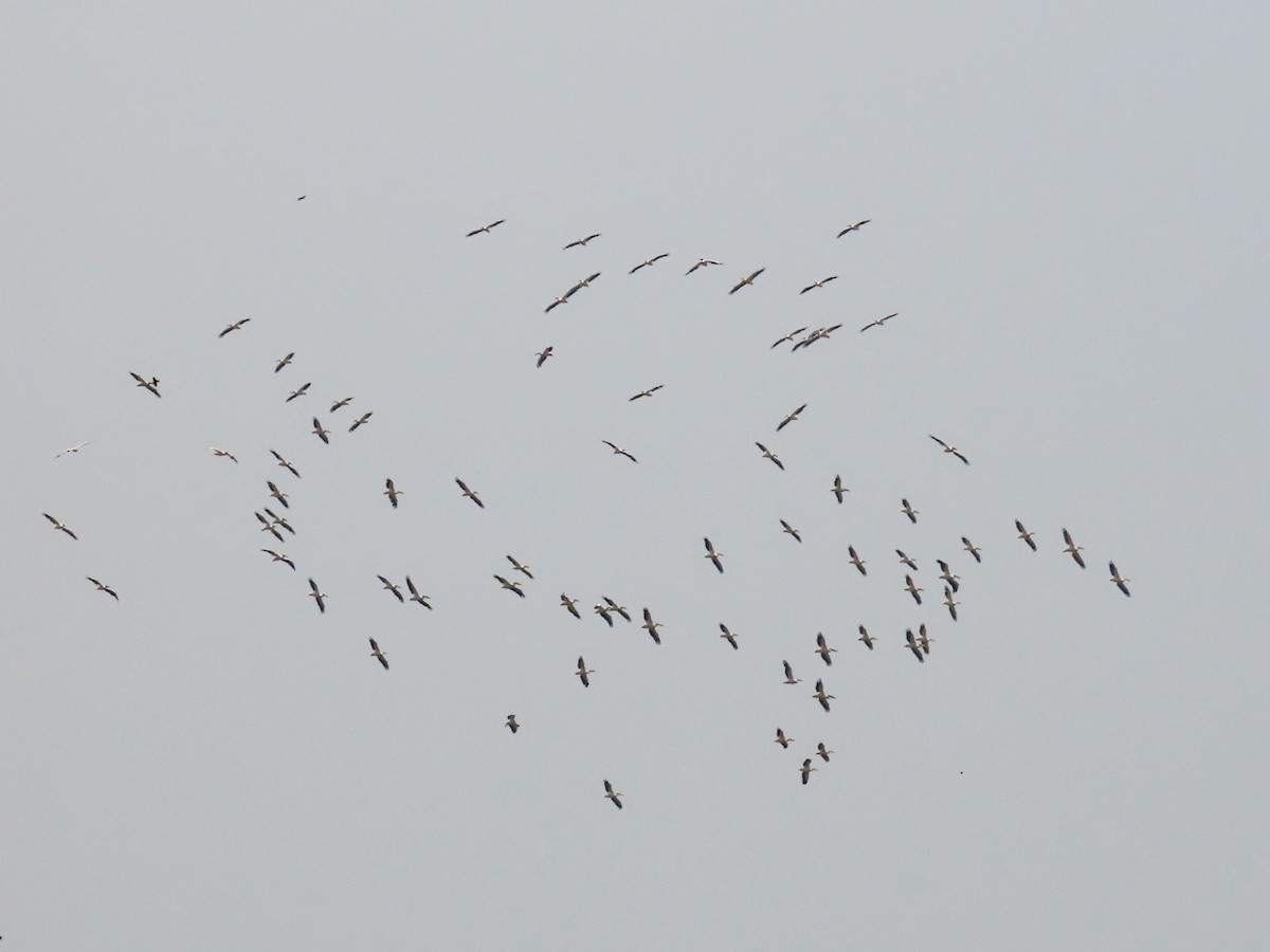 Pink-backed Pelican - ML643276125