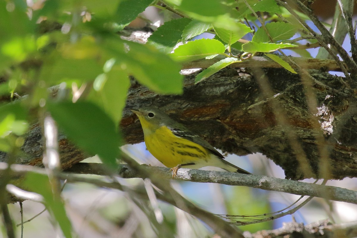 Magnolia Warbler - ML643276126