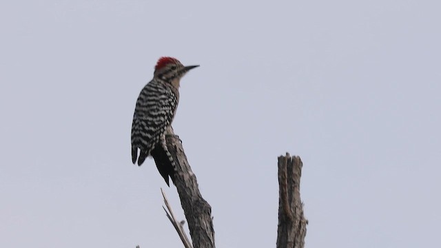 Ladder-backed Woodpecker - ML643276134