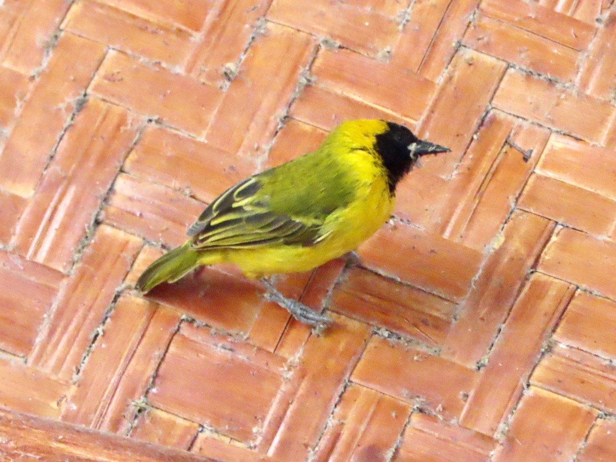 Slender-billed Weaver - ML643276135
