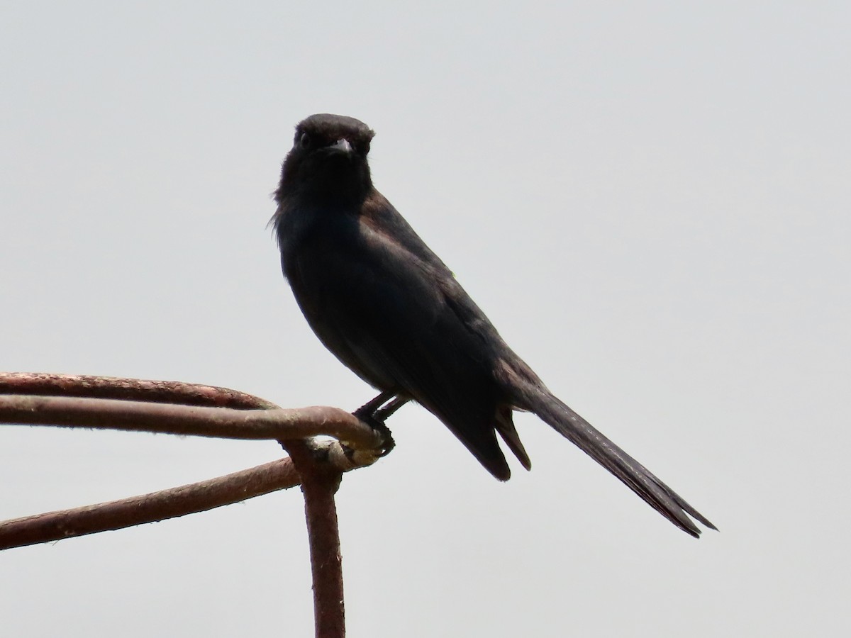 Northern Black-Flycatcher - ML643276136