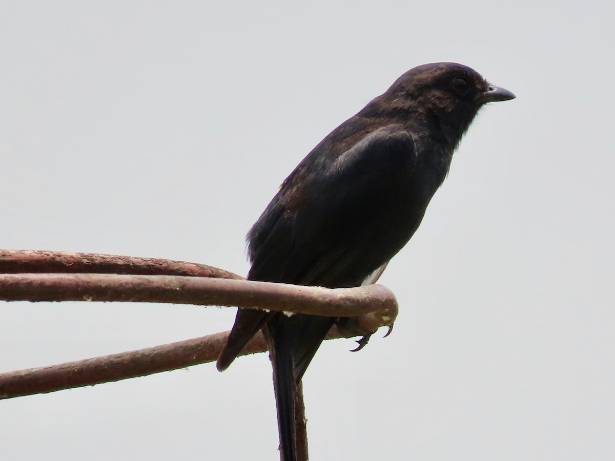 Northern Black-Flycatcher - ML643276137