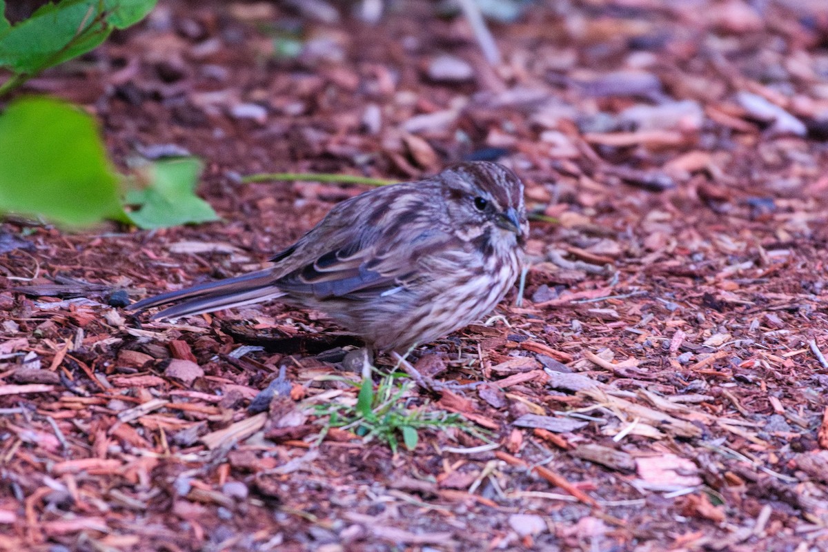 Song Sparrow - ML643276139