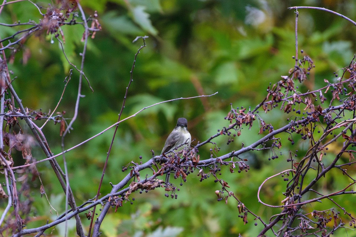 Eastern Phoebe - ML643276158