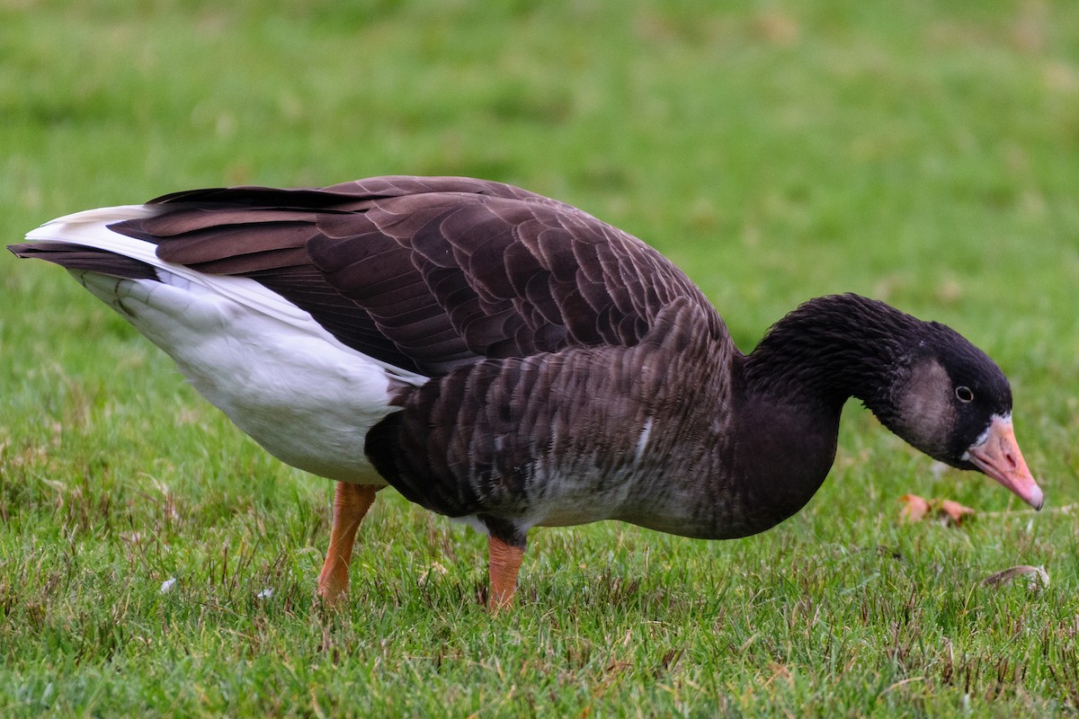 Graylag x Canada Goose (hybrid) - ML643276164