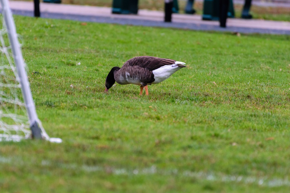 Graylag x Canada Goose (hybrid) - ML643276165