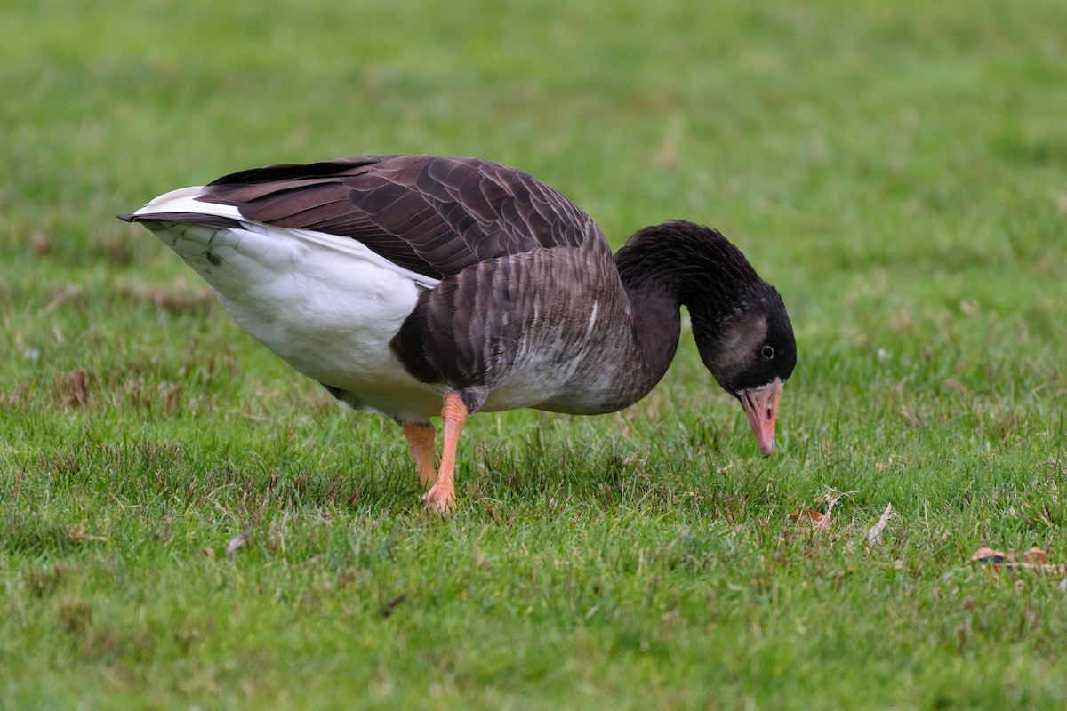 Graylag x Canada Goose (hybrid) - ML643276166