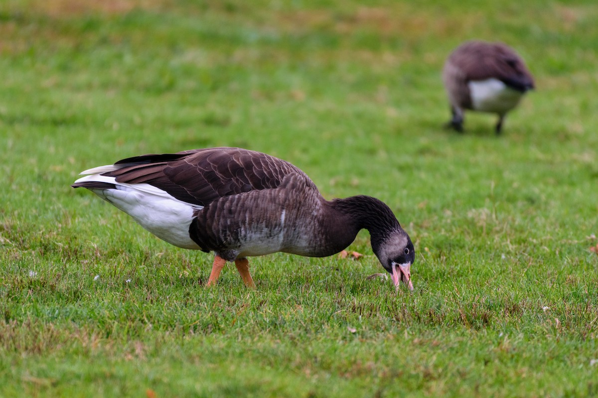 Graylag x Canada Goose (hybrid) - ML643276167