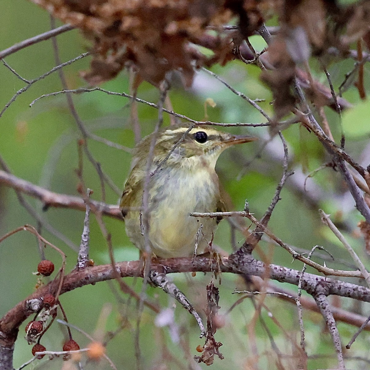 Japanese Leaf Warbler - ML643276181