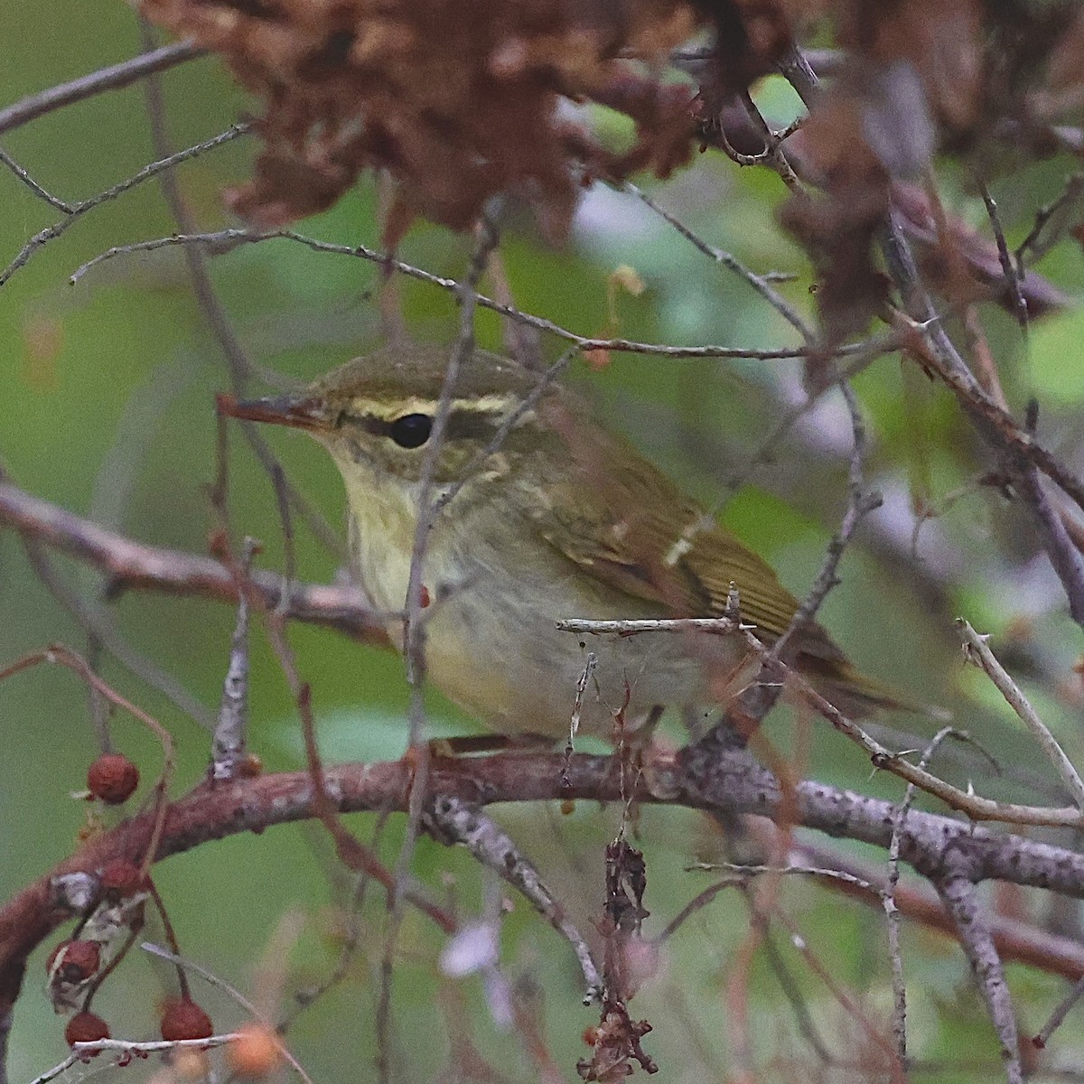 Japanese Leaf Warbler - ML643276182