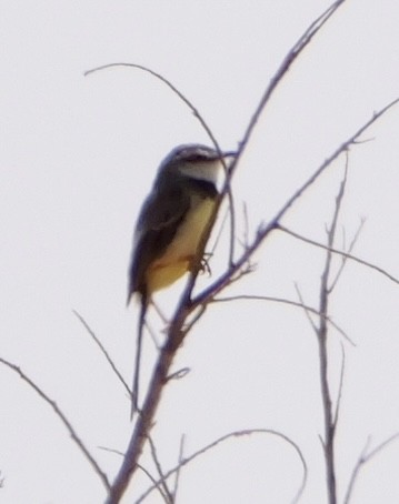Black-chested Prinia - ML643276193