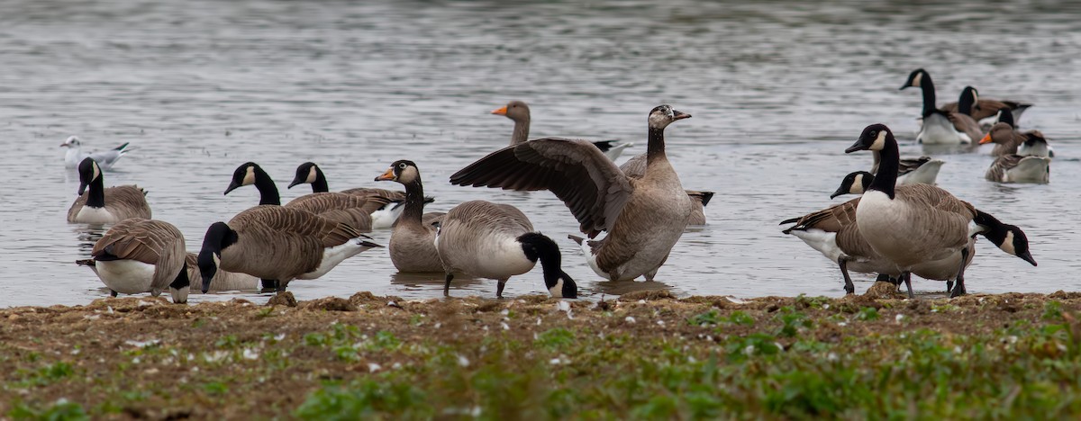 Graylag x Canada Goose (hybrid) - ML643276203