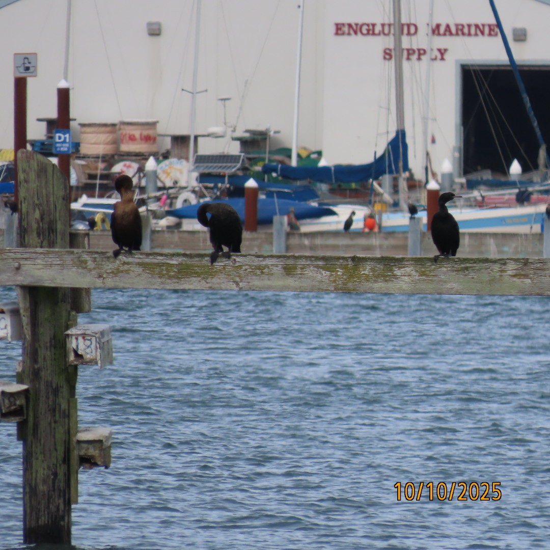 Double-crested Cormorant - ML643276205