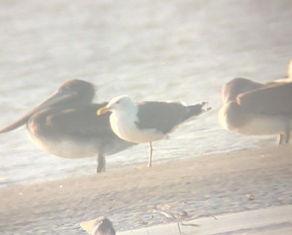 Great Black-backed Gull - ML643276214