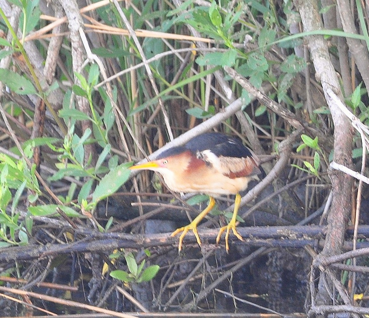 Least Bittern - ML643276215