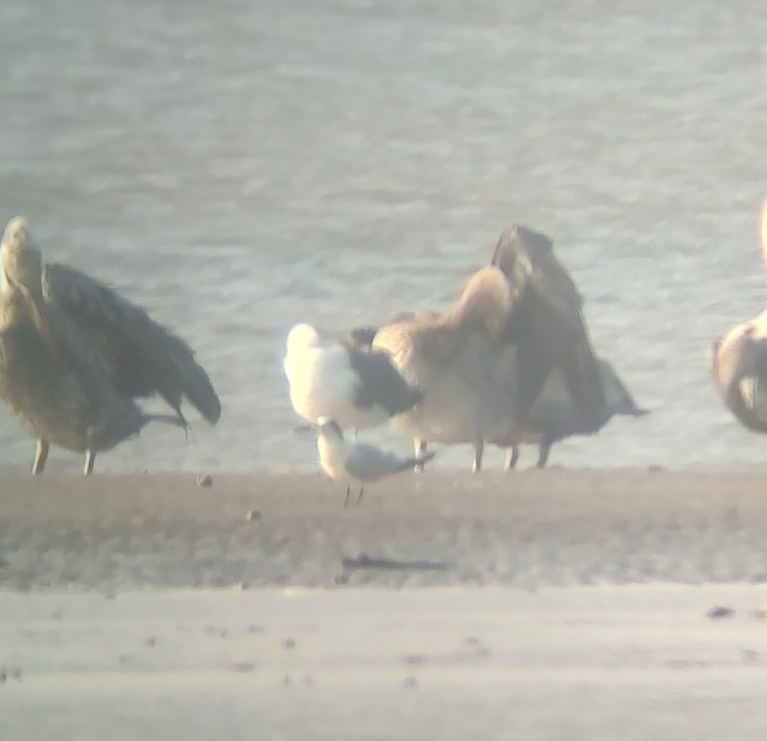 Great Black-backed Gull - ML643276224