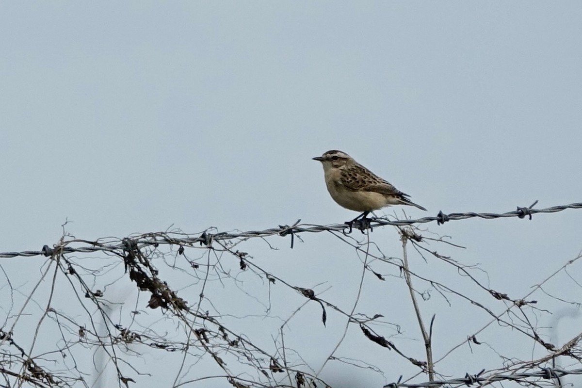 Whinchat - ML643276234
